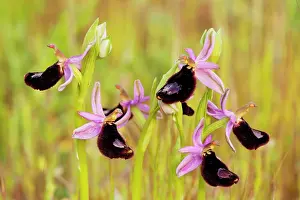Gargano: Bertoloni's Orchid - Gargano Peninsula