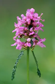 Stachys: BETONY