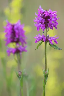 Stachys: Betony