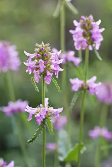 Officinalis: Betony
