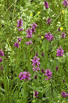 Betony: Betony - in flower in meadow