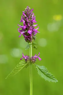 Stachys: Betony - in flower, in old pasture. Widespread