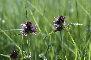 Betony: BETONY - two flowers