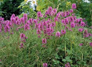 Stachys: Betony - mass on wall