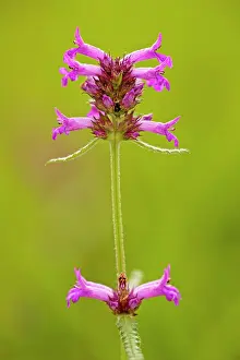 Stachys: Betony, in meadow
