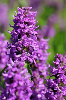Stachys: Betony, Stachys officinalis Hummelo, Purple colour colour