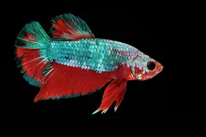 Fancy: Betta Plakat Fancy Dragon