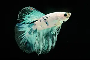 Super: Betta Super Delta