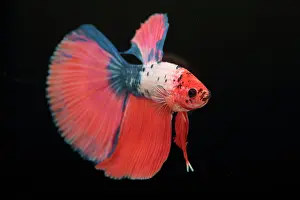 Super: Betta Super Delta