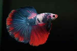 Super: Betta Super Delta
