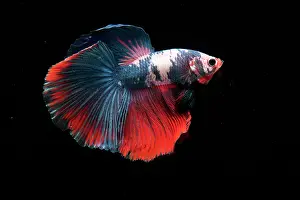 Super: Betta Super Delta