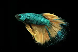 Super: Betta Super Delta Mustard Gas male