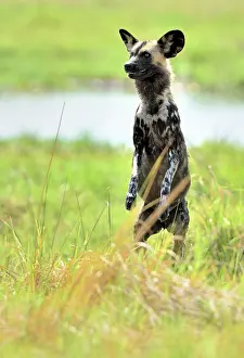 Identify: to better identify its prey