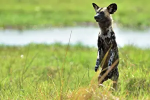 Lycaon: to better identify its prey