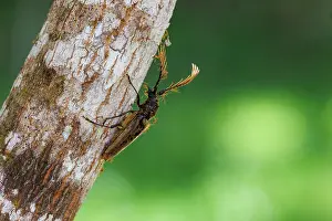 Sabah: Bettle on a branch