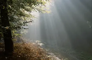 Boom: Beuk met zonneharp