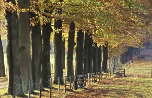 Avenue: beukenlaan