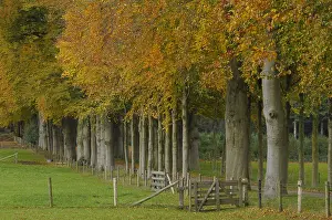 Estate: beukenlaan flip hul