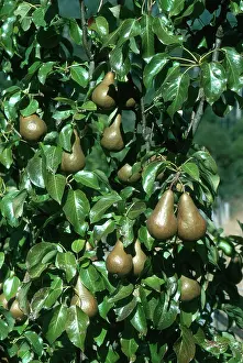 Ripening: Pears