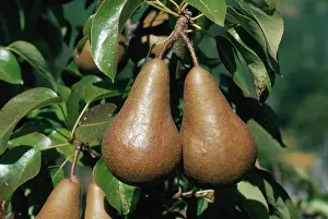 Ripening: Pears