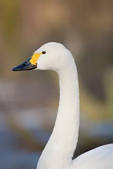 Bewick: Bewick Swan