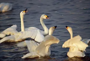 Bewickii: Bewick Swan - display