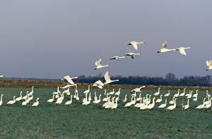 Bewick: Bewick Swan - In flight