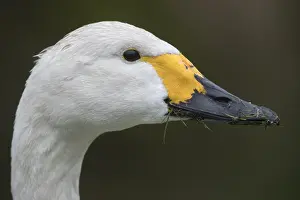 Bewick: Bewick Swan - Portrait - Lancashire - UK