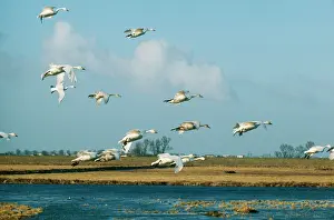 Bewickii: Bewick SWANS - in flight