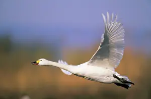 Bewickii: BewickIs Swan- taking off