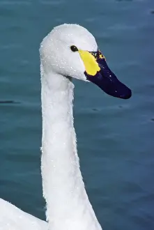 Bewickii: BewickIs / Tundra / Whistling SWAN - close-up of head