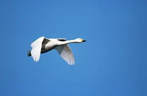 Bewickii: BewickIs / Tundra / Whistling SWAN - in flight