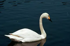 Bewickii: Bewick's Swan