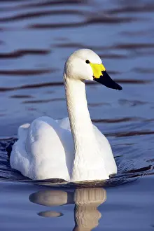Bewickii: Bewick's Swan
