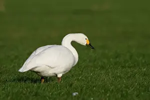 Bewickii: Bewick's Swan