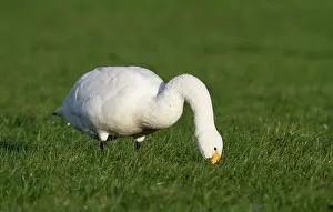 Bewickii: Bewick's Swan