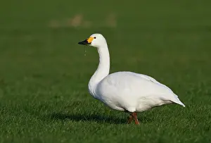 Bewickii: Bewick's Swan