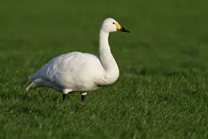 Bewickii: Bewick's Swan