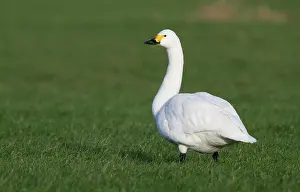 Bewickii: Bewick's Swan