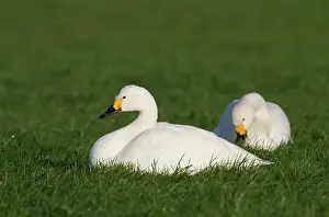 Bewickii: Bewick's Swan