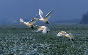 Bewickii: Bewick's Swan