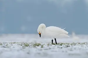Bewickii: Bewick's Swan