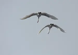 2000: Bewick's Swan