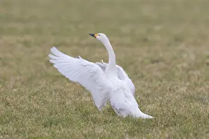 Flapping: Bewick's Swan