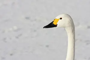 David Kilbey: Bewick's Swan - Close up portrait of head and neck