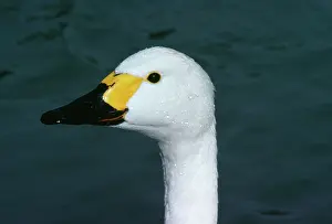Bewickii: Bewick's Swan - close-up