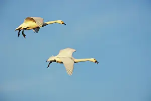 Bewickii: Bewick's Swan - Coming in to Land