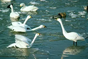 Bewickii: Bewick's Swan - display