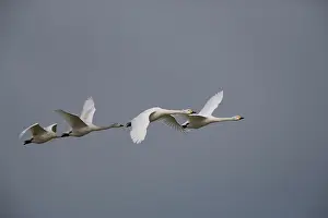 Bewick: Bewick's Swan - In flight 4