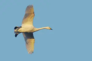 Bewickii: Bewick's Swan - in flight